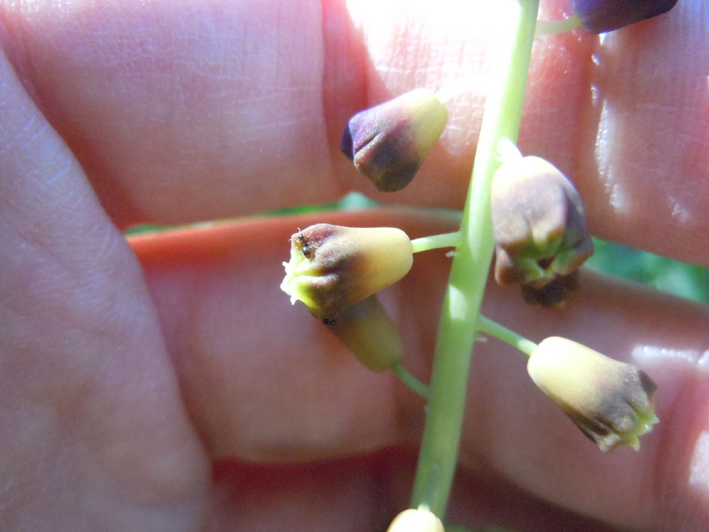 dalla costiera sorrentina - Muscari comosum